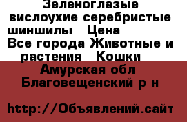 Зеленоглазые вислоухие серебристые шиншилы › Цена ­ 20 000 - Все города Животные и растения » Кошки   . Амурская обл.,Благовещенский р-н